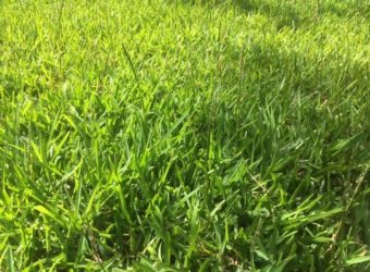 Vente Terrain à St André Centre